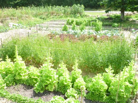 We did not find results for: Ein Blick in die Ferne | Garten WEden Blog