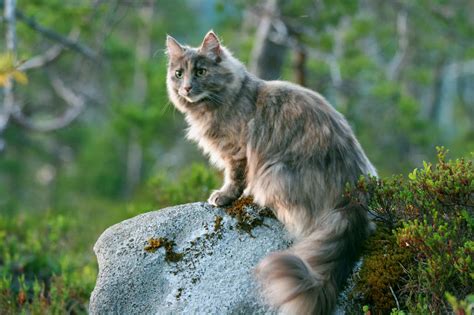 Norwegian Forest Cat Passions For Life