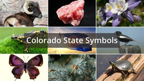 Colorado State Symbols Discover Them All With Our Detailed List And Table