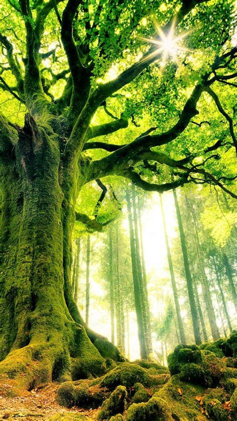 Tree Wallpaper Phone Forest Nature Phone Wallpaper If Youre