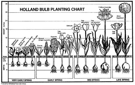 Maybe you would like to learn more about one of these? Plant Bulb Identification Chart | Bulb Planting Chart ...