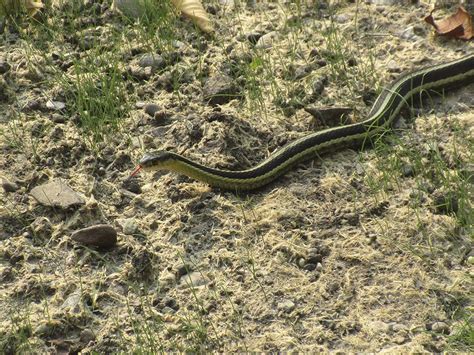 Common Garter Snake Thamnophis Sirtalis Photo By Margot Avey This