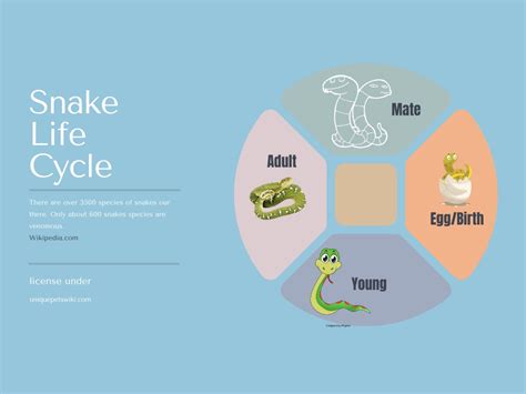 The Life Cycle Of A Snake