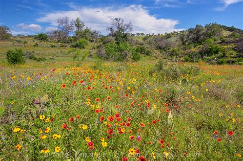 Texas Hill Country Spring Wildflowers 1 Texas Hill