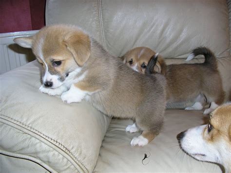 Pembroke Welsh Corgi Puppies For Sale Indianapolis In 245803