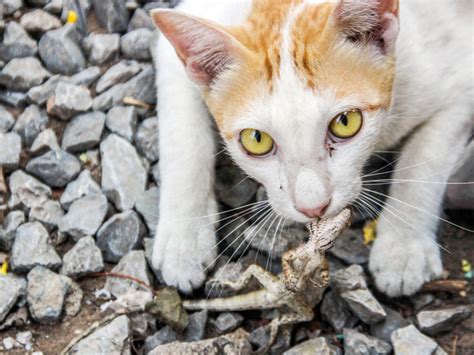 Millions Of Australian Reptiles Killed By Feral Cats Each Year Study