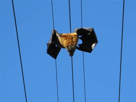 About Flying Foxes