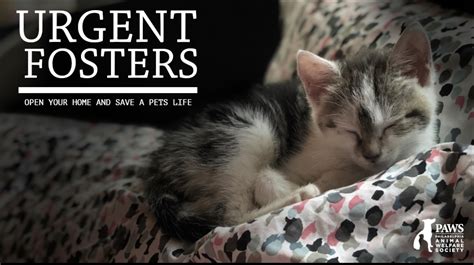 Cats In Need Of Foster Care