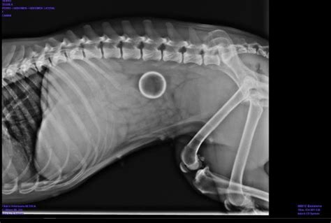 The bowel, or intestine, is the part of the digestive tract that absorbs nutrients and fluid from foods we eat. Intestinal obstruction in dogs - Symptoms and treatment