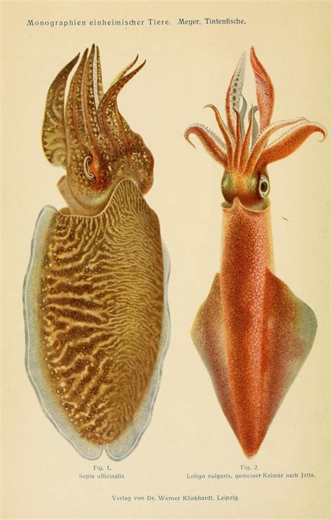 Cuttlefish Squid Tintenfische Mit Besonderer Berücksichti Flickr