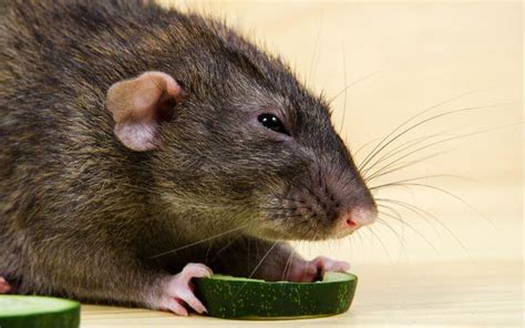 Homemade Rat Food Healthy Dry Mix Recipe Animallama