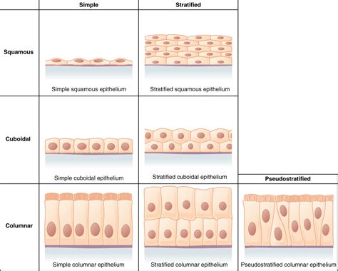 This Figure Is A Table Showing The Appearance Of Squamous Cuboidal And