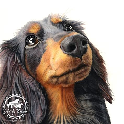 Long Haired Dachshund Dog Portrait Betty Long Haired Dachshund Pet