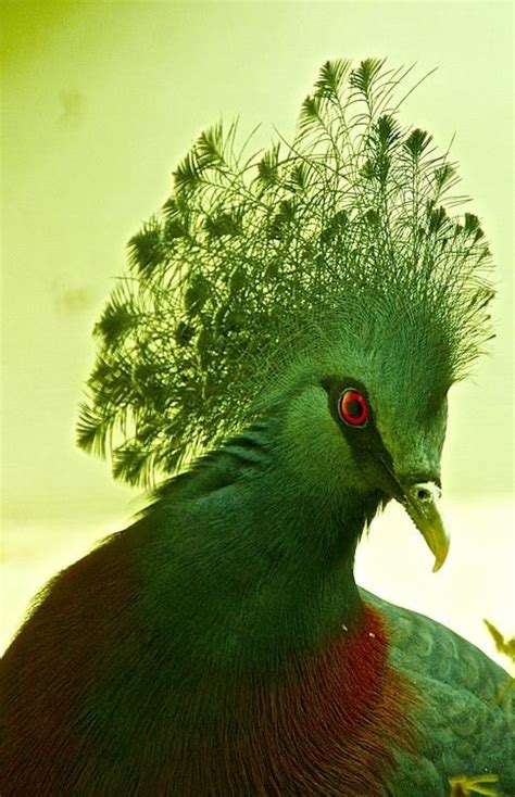 Fancy Bird Photo By Marklan Fleshman — National Geographic Your Shot