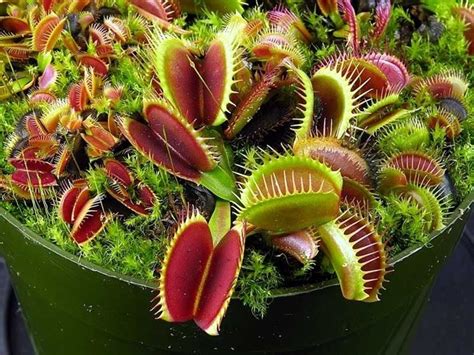 Appartengono a 7 la dioneae è una pianta carnivora molto apprezzata (nella foto in alto). Giochi di piante carnivore - Piante carnivore - Piante ...