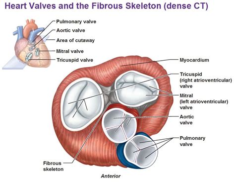 Heart Valves And Fibrous Skeleton Mitral Valve Tricuspid Atrioventricular Pulmonary Valve