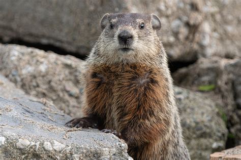 What Is The Meaning Behind Groundhog Day The Citrus Report