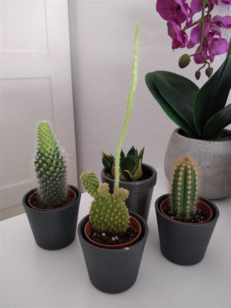 Keeping the proper moisture level is a delicate balance, but cacti are very forgiving. "My Cactus is growing, look guys!" : plantabuse