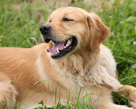 10 Most Loyal Dog Breeds Uk Pets
