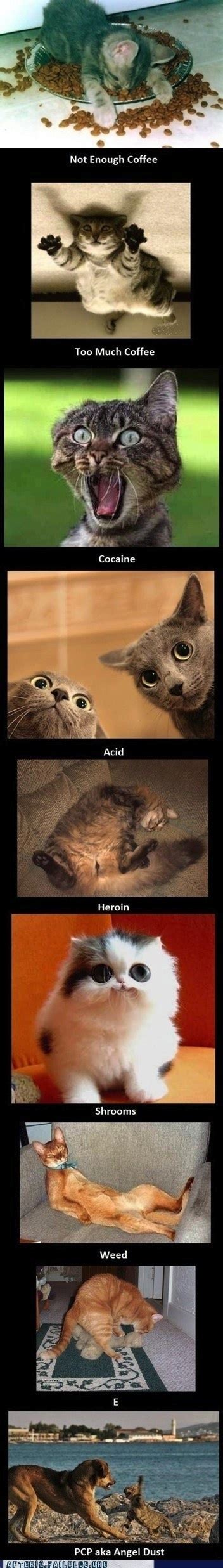 Cats On Drugs Dont Approve Of Certain Drugs But This Is Really Funny Funny Animal Pictures