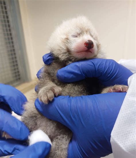 Cuteness Overload Endangered Red Panda Cub Born At Toronto Zoo News
