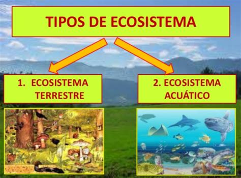 Los Ecosistemas Timeline Timetoast Timelines