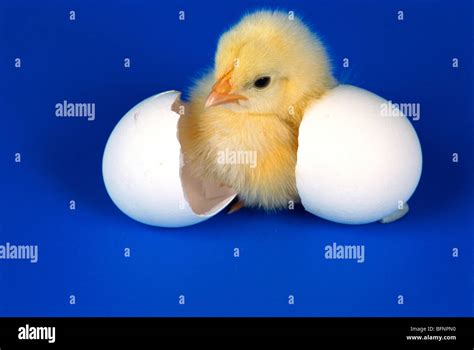 Baby Chicken Coming Egg Hi Res Stock Photography And Images Alamy