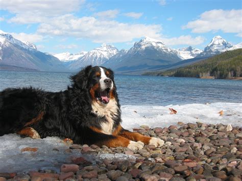 This year, we're making it an even more richly immersive experience where you can learn, laugh, hang out, make friends, relax, and best of all, simply play. Bernese Mountain Dog yawning on a background of mountains wallpapers and images - wallpapers ...