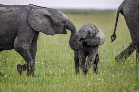“elephants Are Incredibly Intelligent Animals With Complex