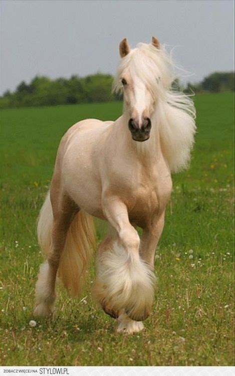 The gypsy vanner horse is a beautiful and rare new breed of horse envisioned by the european gypsies. 176 best Horses, Horse, Palomino, Appaloosa, stallion, filly, Colt, Arabian, Friesian, paint ...