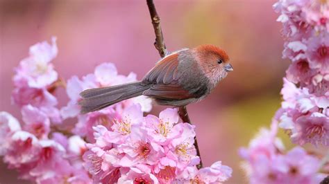 Cute Little Bird In Flowers 1920 X 1080 Rwallpaper