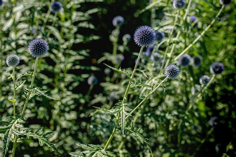 How To Grow And Care For Globe Thistle