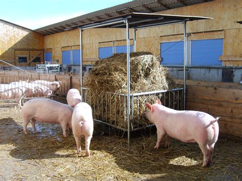 Reflection Board Supports Eurcaw Pigs In Identifying Demonstrators And
