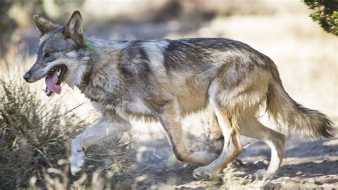 Can Mexican Gray Wolves Coexist With People