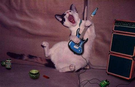 Rock Star Funny Animals Funny Cat Memes Funny Cat Pictures