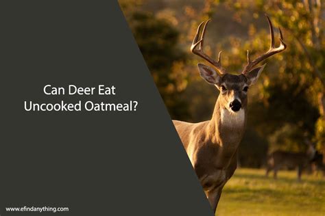 Can Deer Eat Uncooked Oatmeal A Comprehensive Guide