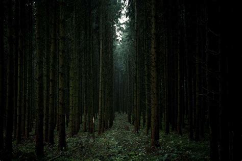 The Most Terrifying Haunted Forests In The World Zumtrip
