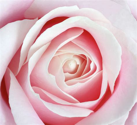 Center Of Pale Pink Rose In Close Up By Rosemary Calvert