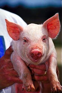 To view someone with respect and admiration. Pigs - Wikiquote