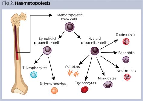 Lymphoid And Hematopoietic Organs Lymphatic System Or