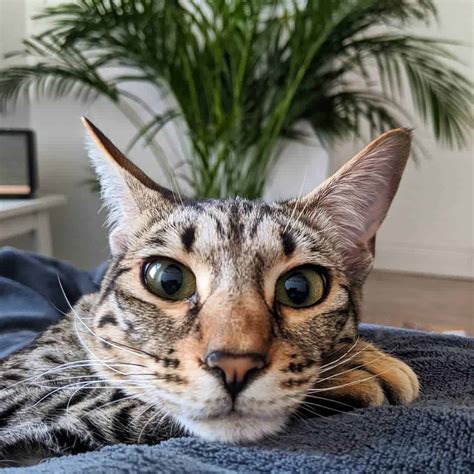 What Is An F1 Savannah Cat 2020 The Ultimate Guide