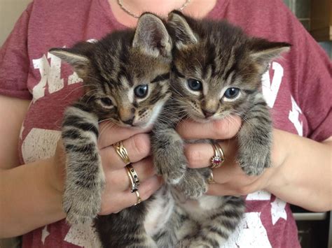 Cute Tabby Kittens Girls Grimsby Lincolnshire Pets4homes