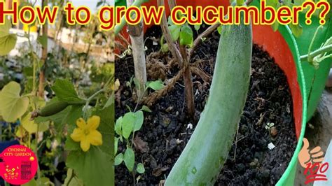 Cucumbers need temperatures of at least 68ºf (20ºc) to germinate, so either place pots in a propagator for speedier germination, or simply wait until late spring to get started. How to grow cucumber at home??|From seed to plant ...