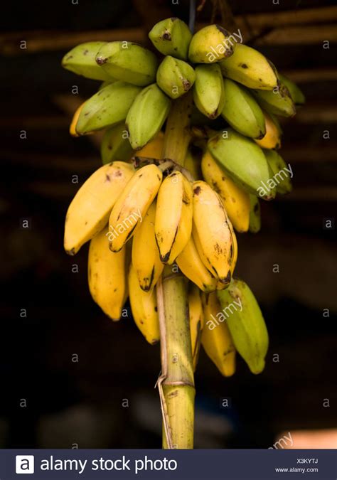 Kerala Fruits High Resolution Stock Photography And Images Alamy