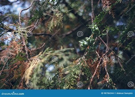 Close Up Of Flowering Branches Of Thuja Occidentalis Stock Photo