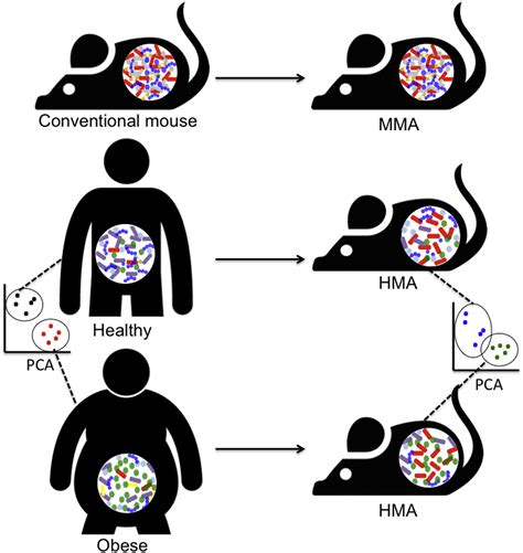 Human Microbiota Associated Mice A Model With Challenges Cell Host