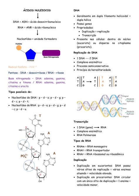 Ácidos Nucleicos Dna E Rna Dna E Rna Biologia Molecular Resumos Enem