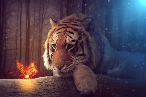 Download Tiger Hd On Dark Snowy Forest Wallpaper