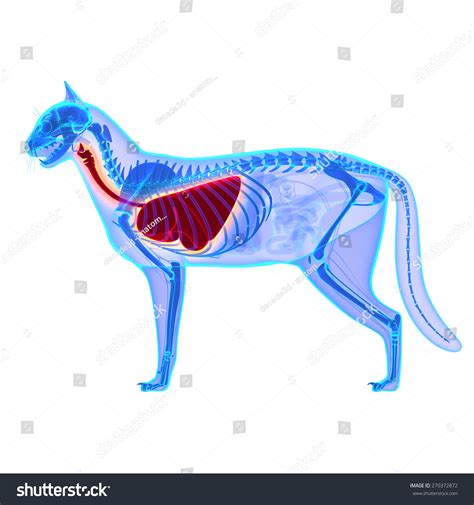 Cat Thorax Lungs Anatomy Felis Catus Stock Photo 270372872