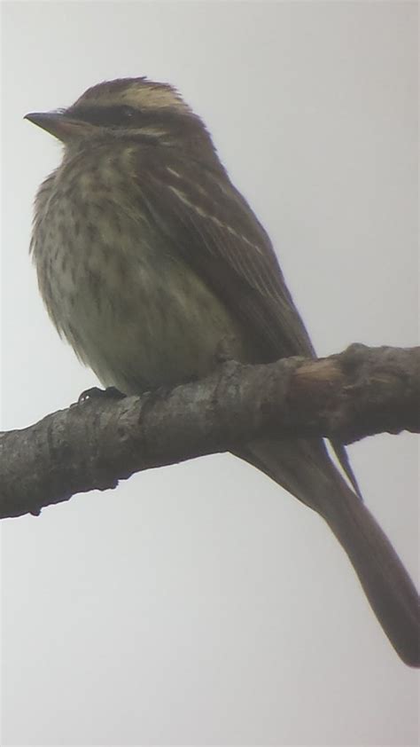 Variegated Flycatcher 1 Broward Fl 10 25 2015 Flickr